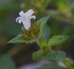 Richardia grandiflora