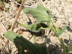 Proboscidea parviflora