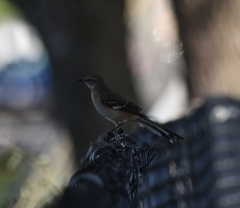 Mimus polyglottos