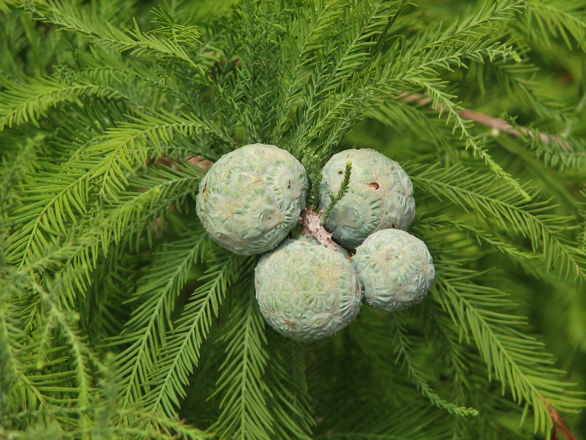 Taxodium distichum