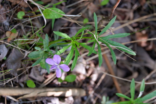 Image of Viola brittoniana by (c) Bonnie Semmling, some rights reserved (CC BY)