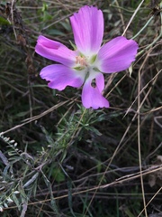 Callirhoe involucrata tenuissima