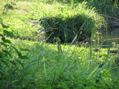 Melopsittacus undulatus domesticus