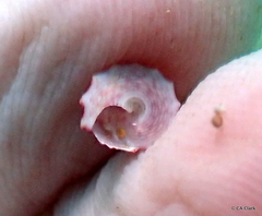 Trochus intextus