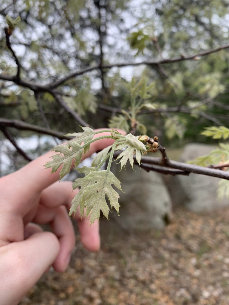 northern-pin-oak-from-schmeeckle-reserve-stevens-point-wi-us-on-may