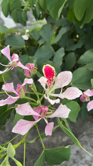 Bauhinia monandra image