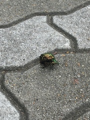 Protaetia orientalis