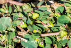 Euphorbia serpens