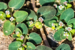 Euphorbia serpens