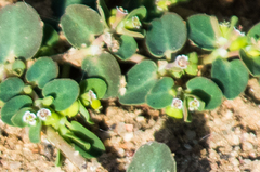 Euphorbia serpens