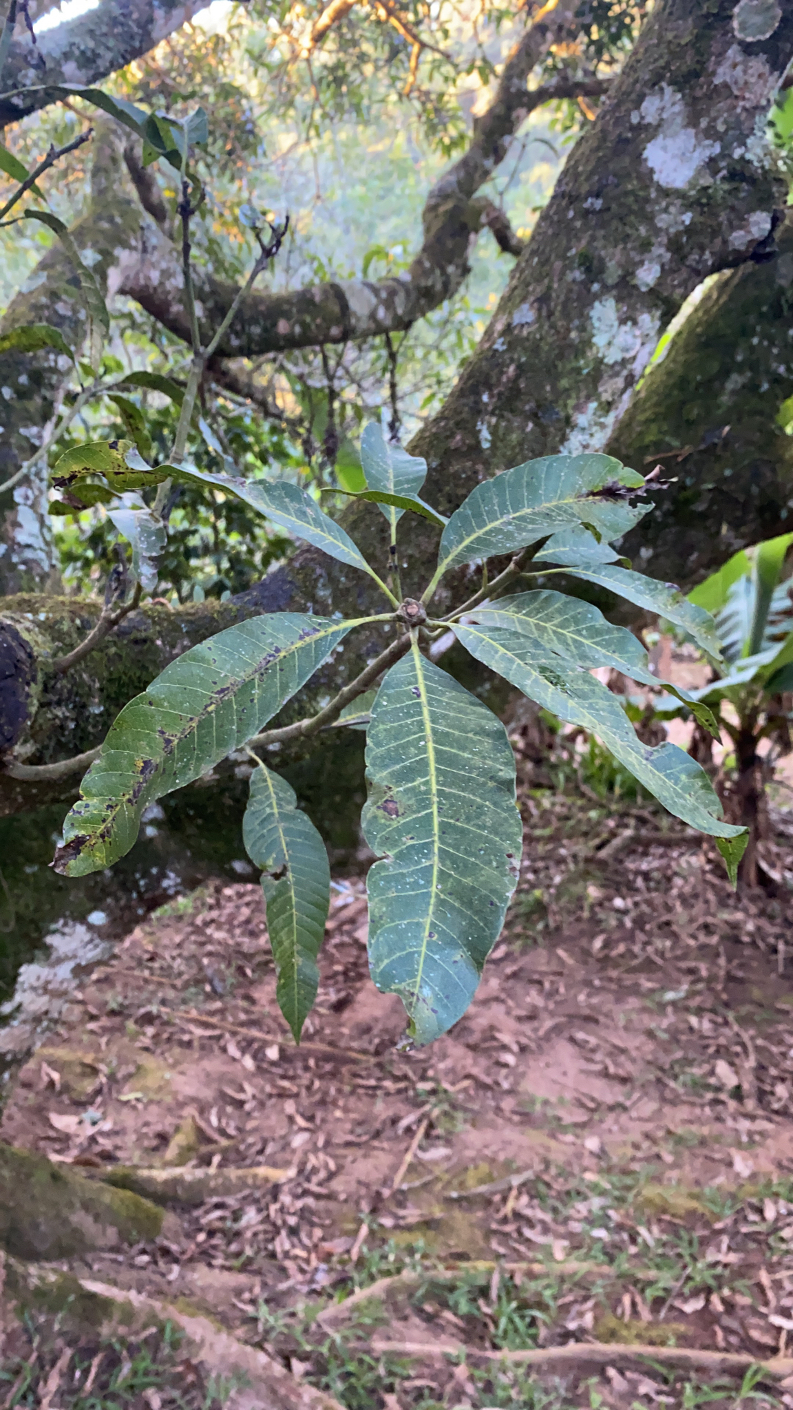 Mangifera indica