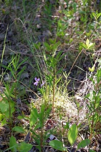 Image of Viola brittoniana by (c) Bonnie Semmling, some rights reserved (CC BY)