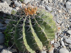 Ferocactus echidne