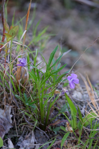 Image of Viola brittoniana by (c) Bonnie Semmling, some rights reserved (CC BY)