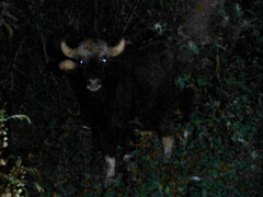 Bos gaurus