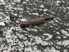 Pleurodelinae