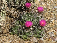 Coryphantha macromeris macromeris