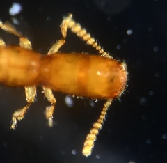 Osoriinae