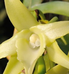 Angraecum sesquipedale