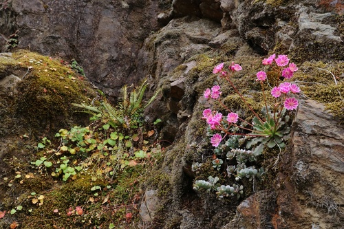 Petit Lewisia 2