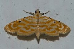 Notarcha aurolinealis