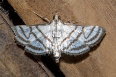 Ravanoa xiphialis