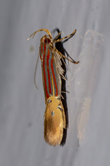 Labdia stibogramma