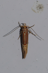 Labdia stibogramma