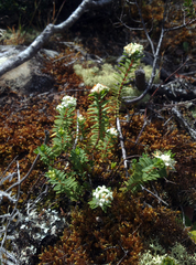 Pimelea orthia