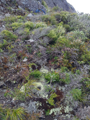 Pimelea orthia
