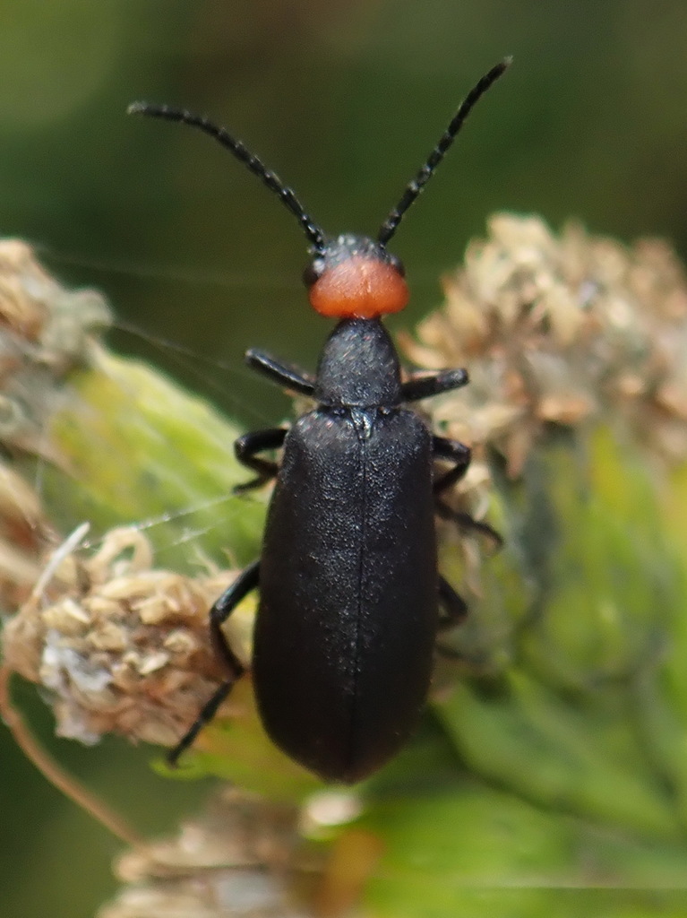 Red-headed Blister Beetle