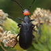 Red-headed Blister Beetle - Photo (c) Karen Yukich, some rights reserved (CC BY-NC), uploaded by Karen Yukich