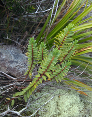 Pimelea orthia