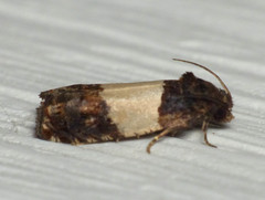 Epiblema tripartitana