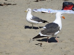 Larus californicus