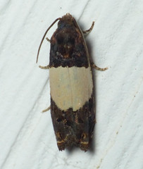 Epiblema tripartitana