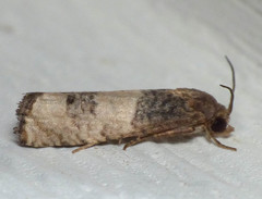 Epiblema desertana