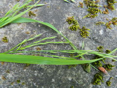Festuca subulata