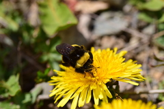Bombus terricola image