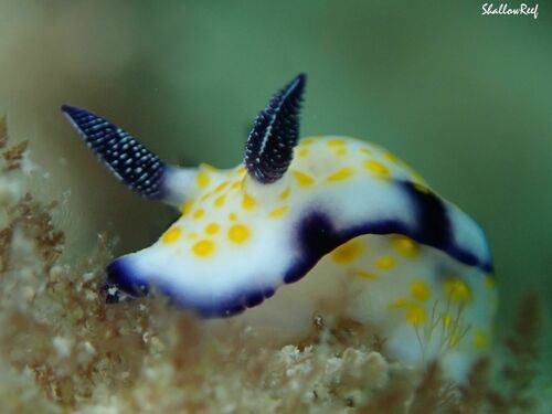 Imperial Nudibranch