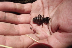 Stenopelmatus minor