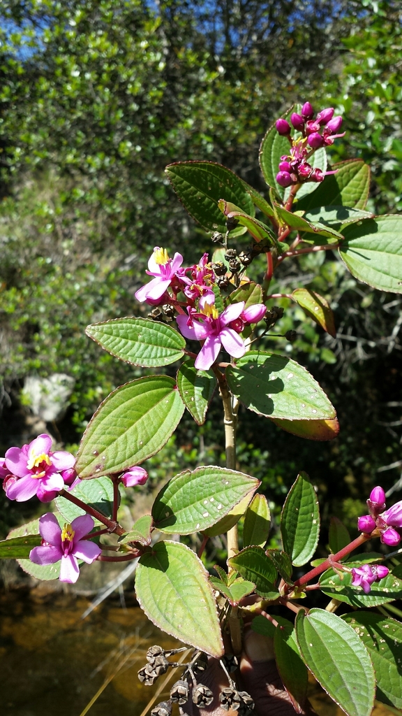 Gravesia pterocaulon