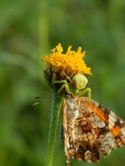 Phyciodes phaon