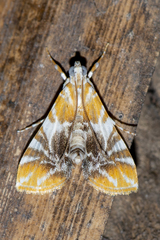 Macaretaera hesperis