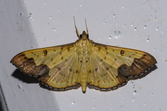 Meroctena tullalis