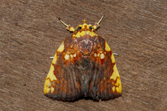 Siglophora haematica