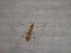 Erioptera caliptera