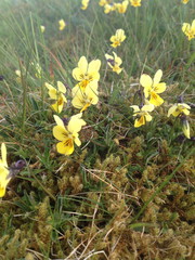 Viola lutea