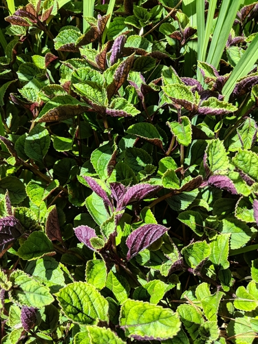 Plectranthus ciliatus