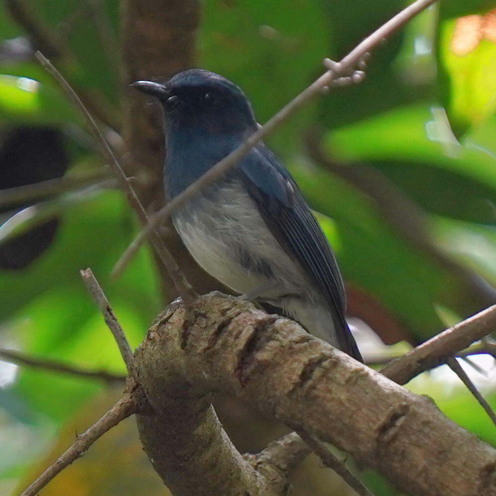 White-bellied Blue Flycatcher (Cyornis pallidipes), photo 8